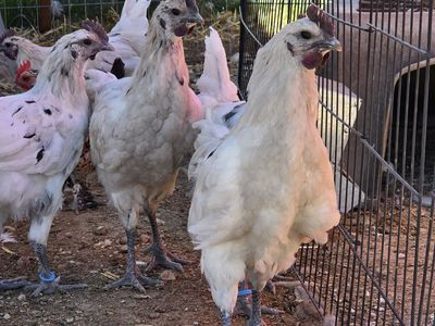 free zombie rooster(s)