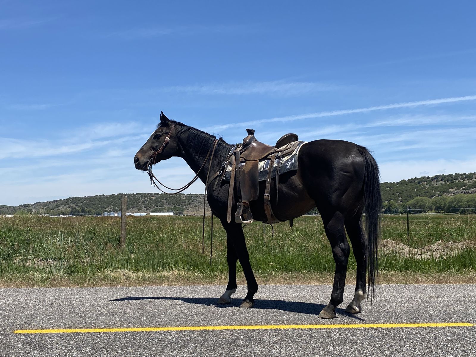 2012 Registered Thoroughbred Gelding