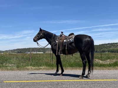 2012 Registered Thoroughbred Gelding
