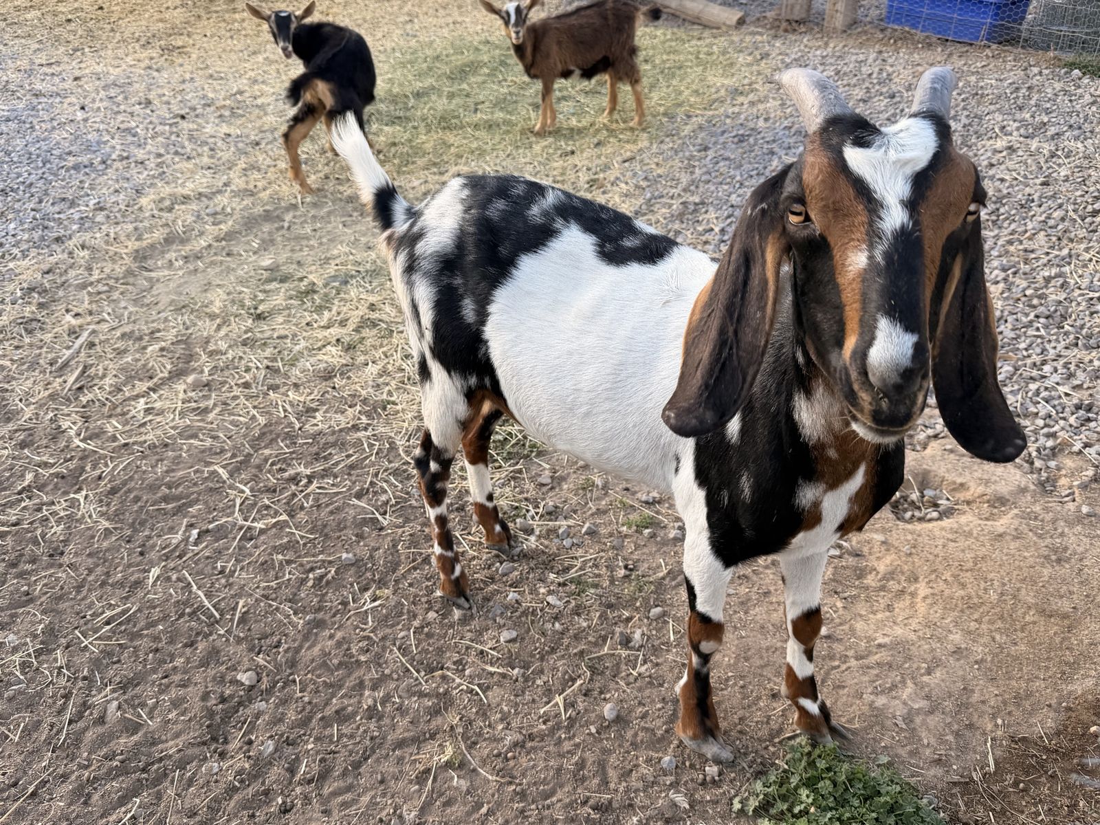 3 Female Goats: 1 Adult Nubian & 2 Young Nubian-Burnsey Cross