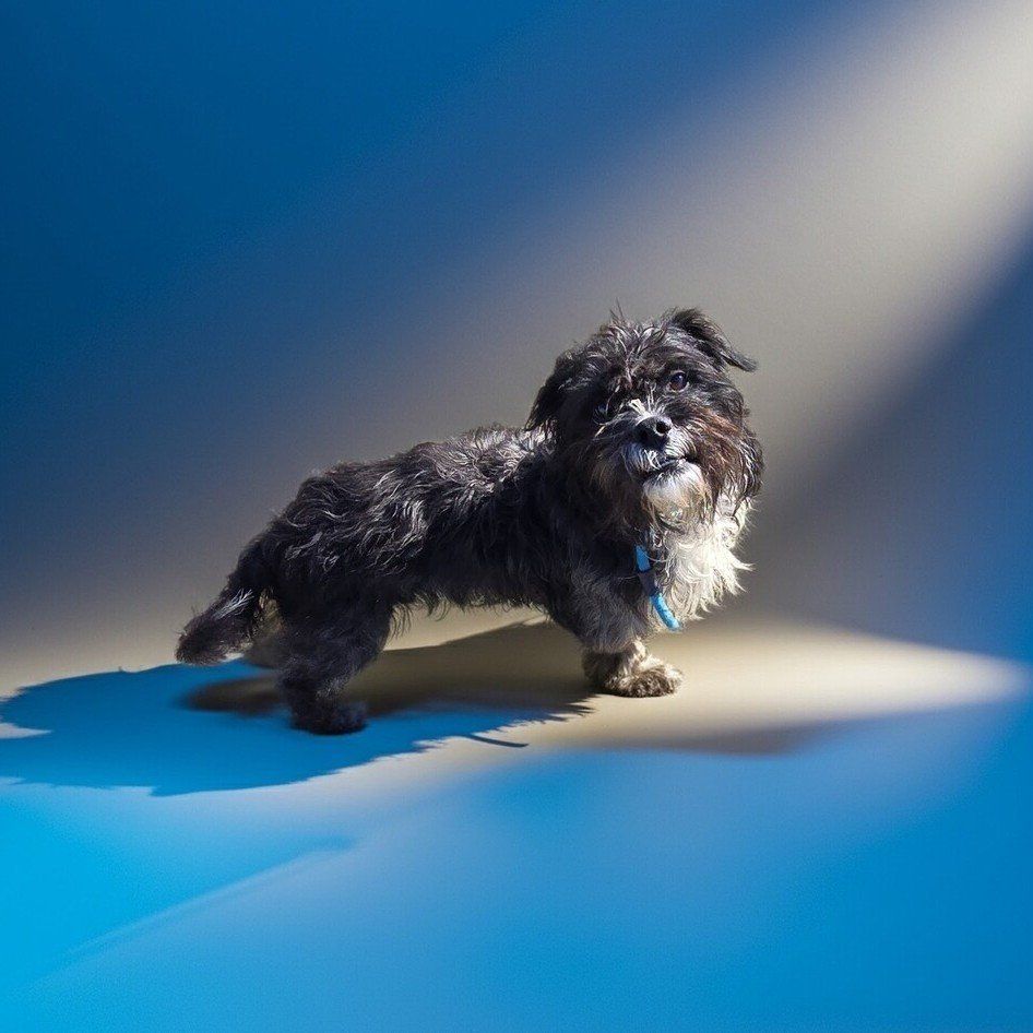 Meet HARRY the terrier