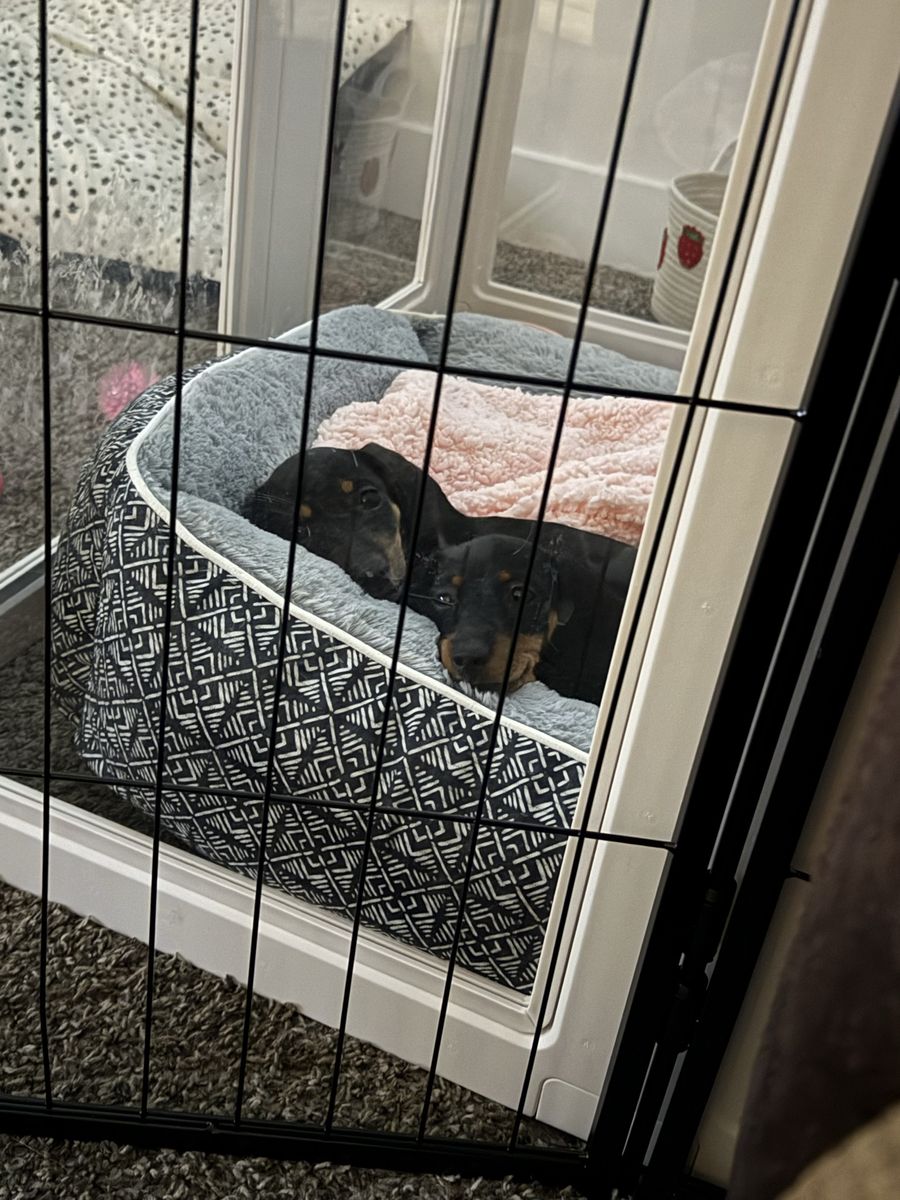 Mini Dachshund Puppies