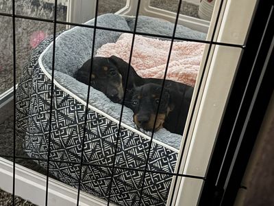 Mini Dachshund Puppies