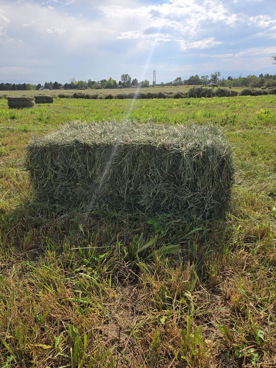 Grass hay for sale