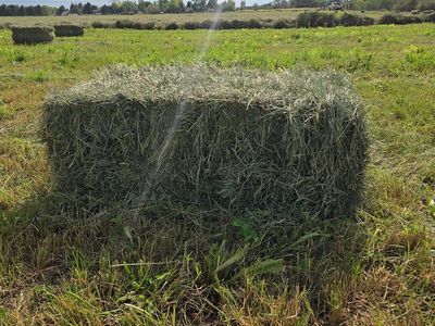 Grass hay for sale