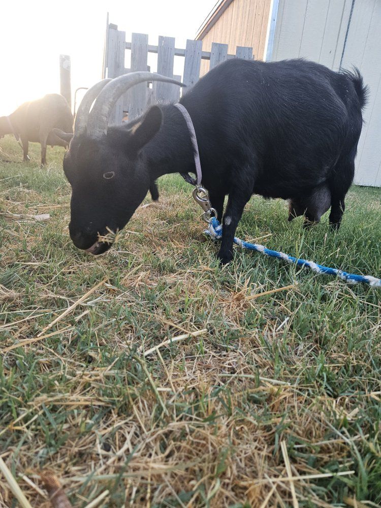 3 goats: doe in milk w 2 kids