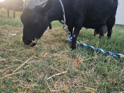 3 goats: doe in milk w 2 kids