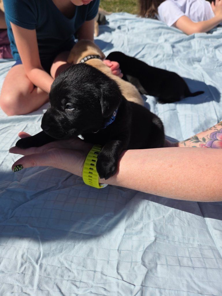 lab puppies