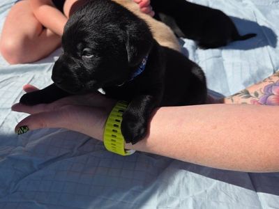 lab puppies
