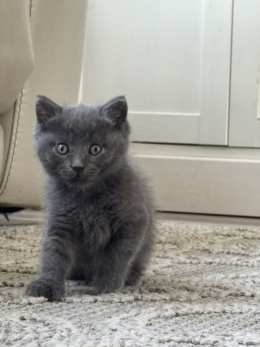 Adorable Kitten Ready to go!  Boy is Gray