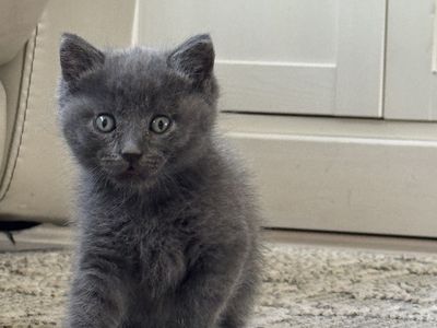 Adorable Kitten Ready to go! Boy is Gray