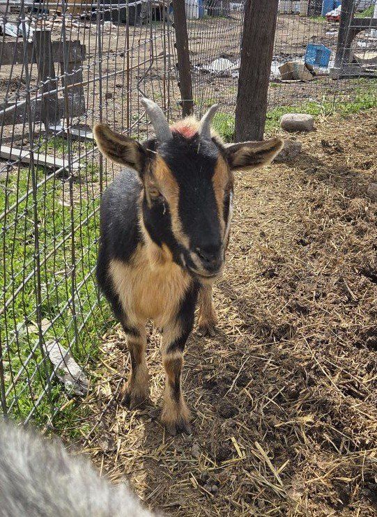 female pygmy goat