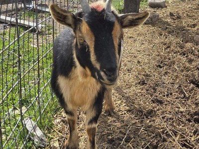 female pygmy goat