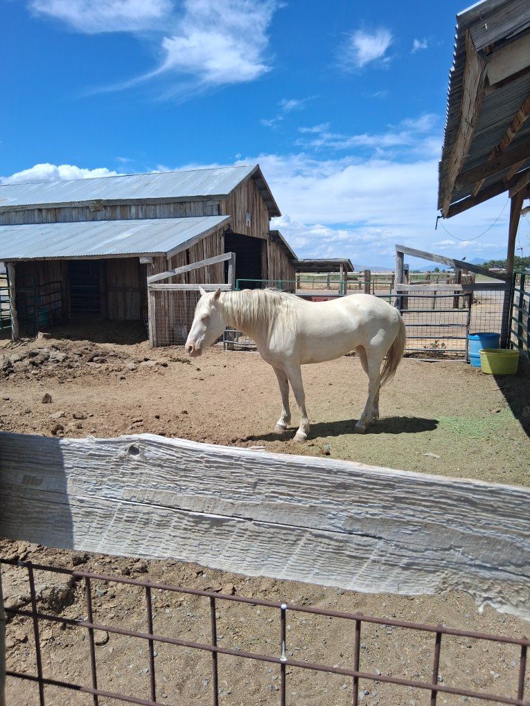 5-Year-Old Cremello Mare • 14.1–14.2 HH