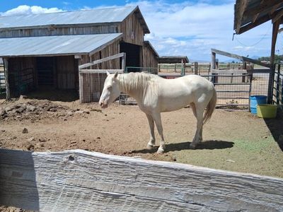 5-Year-Old Cremello Mare • 14.1–14.2 HH
