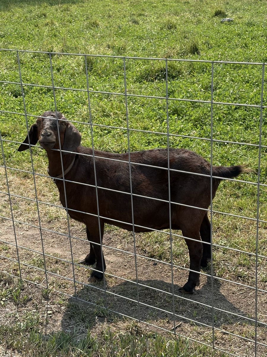 Deep red Boer doe