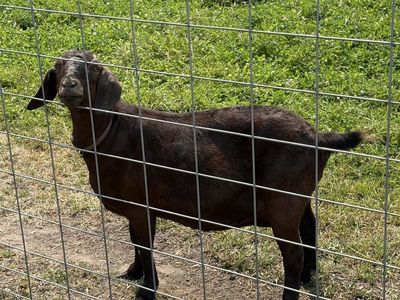 Deep red Boer doe