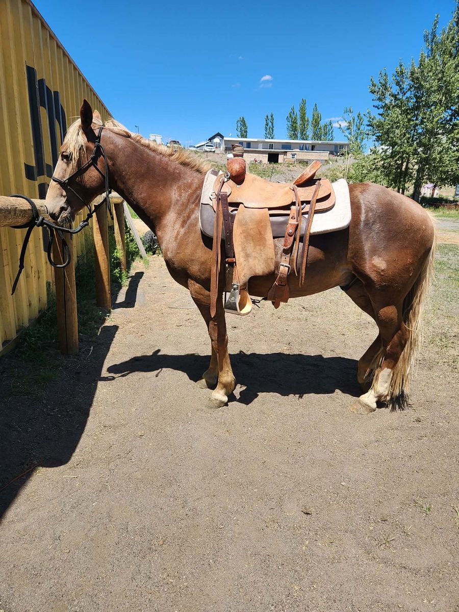 3 year old 14.2 HH Haflinger Cross Gelding,  All Around Horse