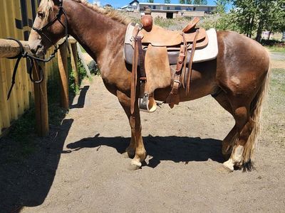 3 year old 14.2 HH Haflinger Cross Gelding, All Around Horse