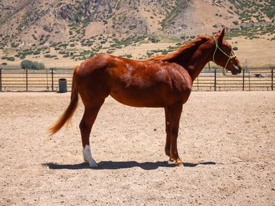 2yr Starlight Midnight filly!