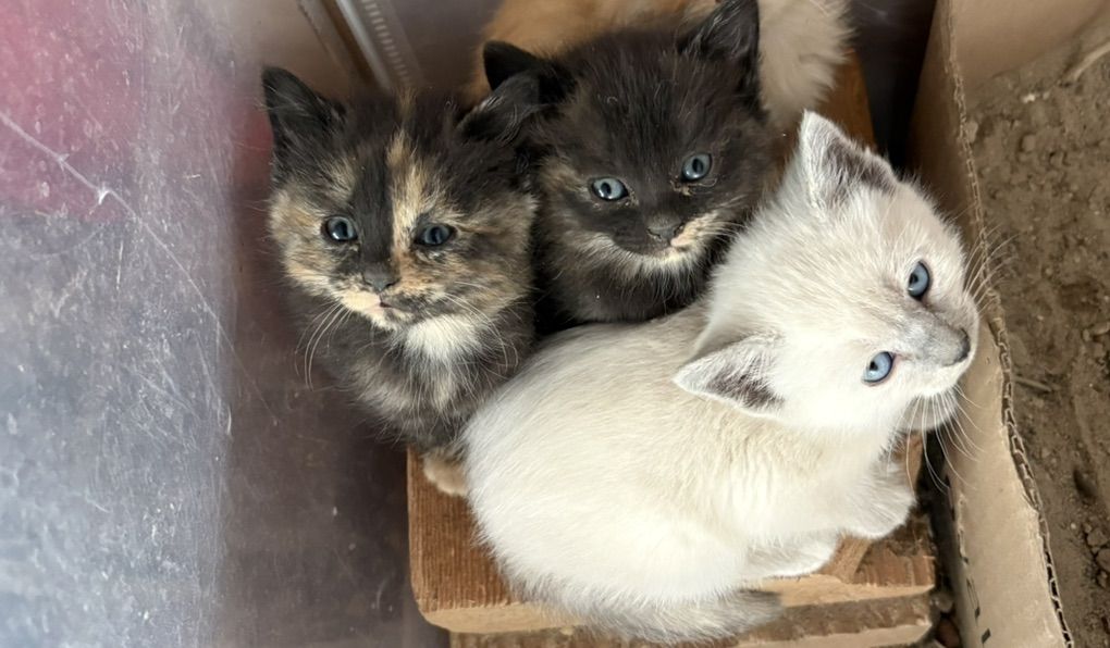 Kittens