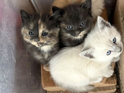 Kittens