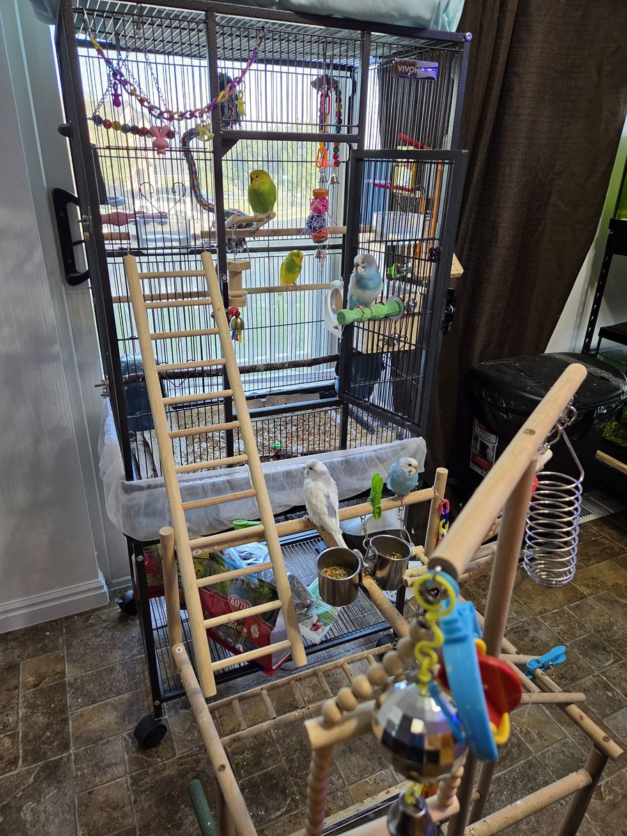5 budgies, cage, play tower, food and treats and a box of toys