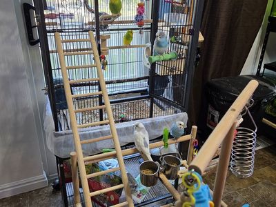 5 budgies, cage, play tower, food and treats and a box of toys