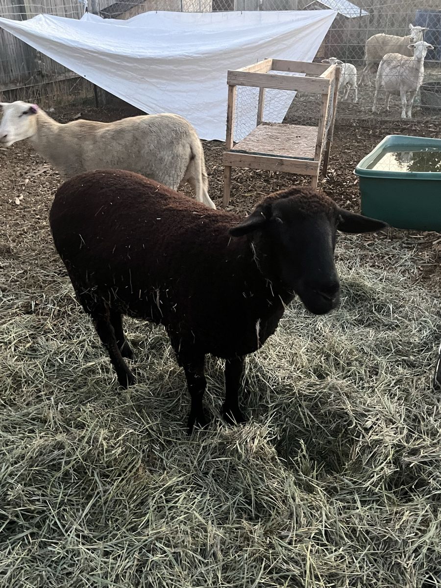 Black Suffolk Ewe 