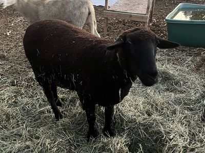 Black Suffolk Ewe