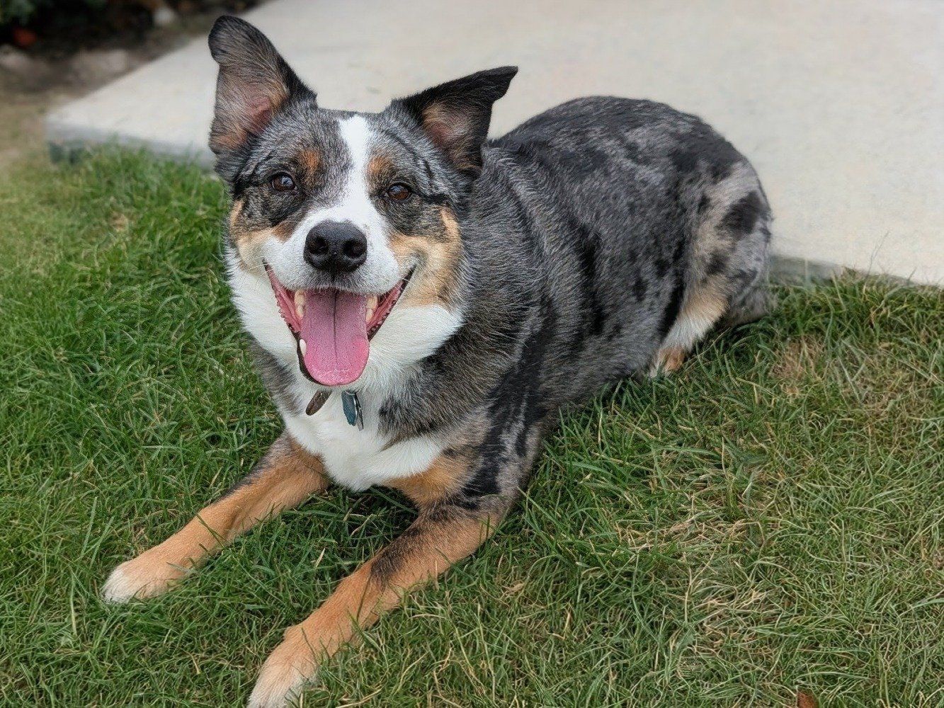 Blue Merle Australian Shepherd Dog Mix -Thor