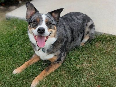Blue Merle Australian Shepherd Dog Mix -Thor