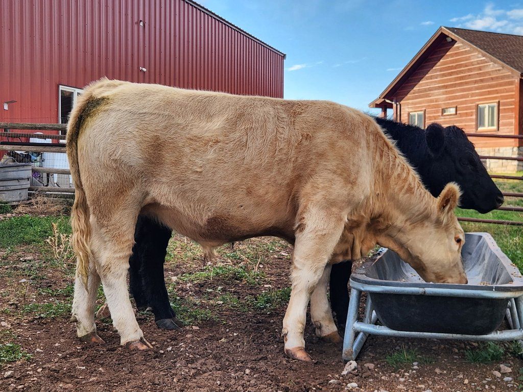 Grass  Finished  4h Steer