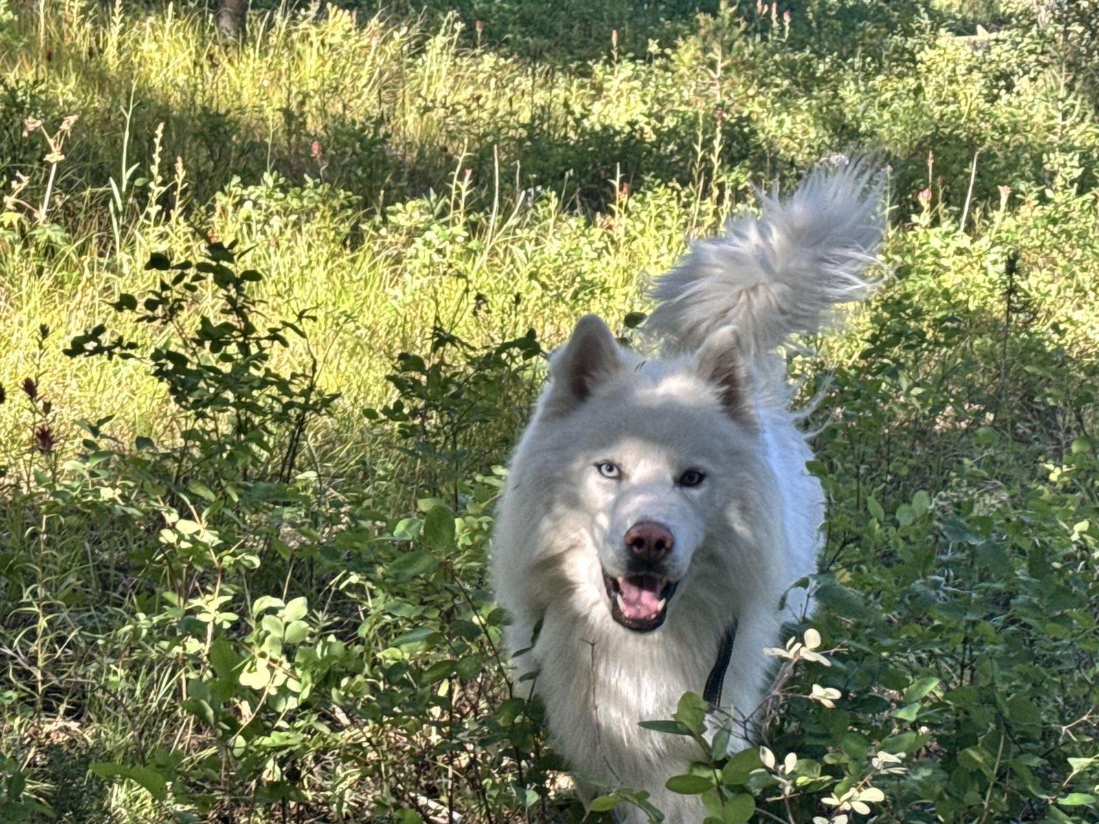 Beautiful husky Zeke