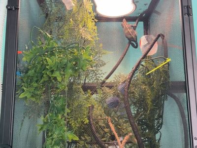 Veiled Chameleon