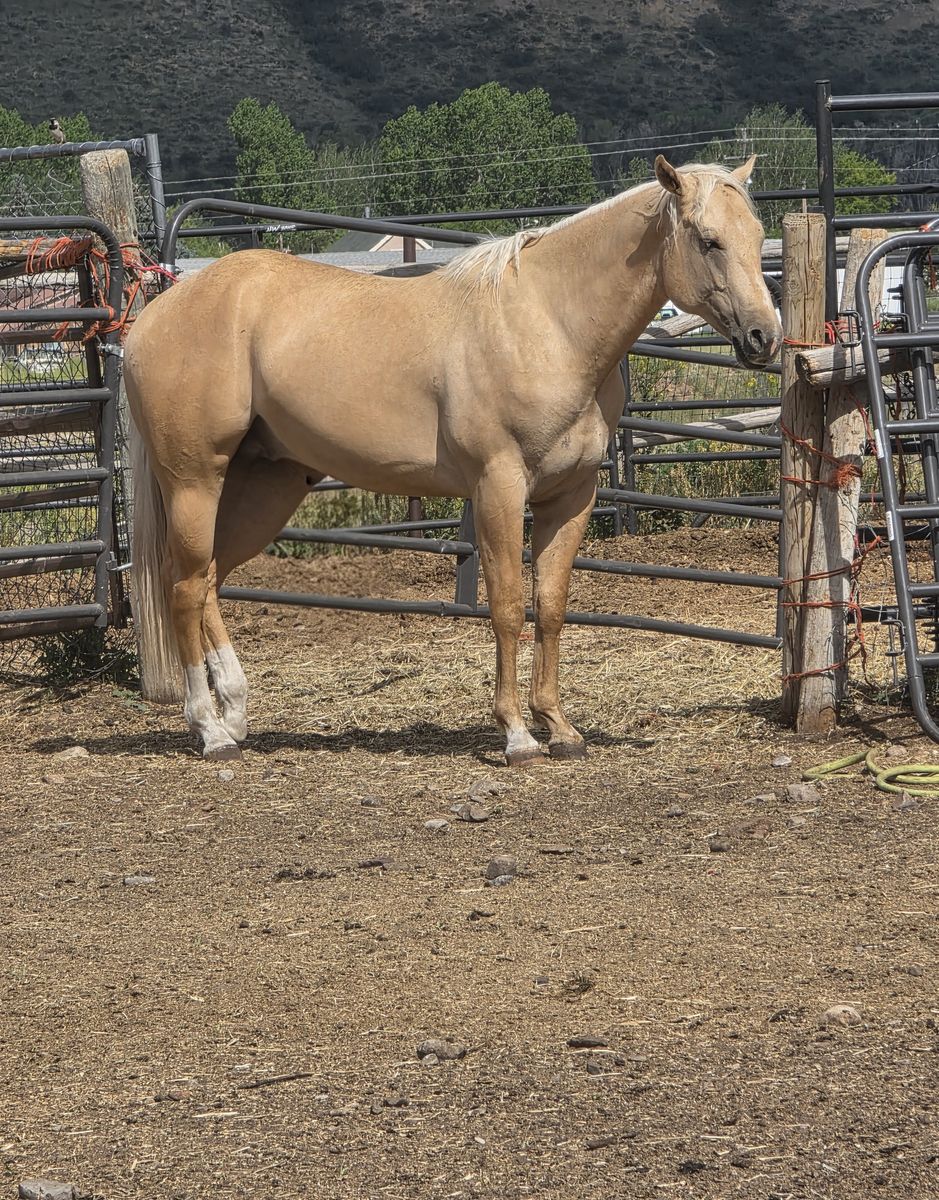 AQHA stallion