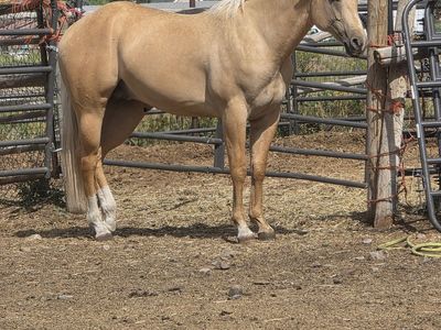 AQHA stallion