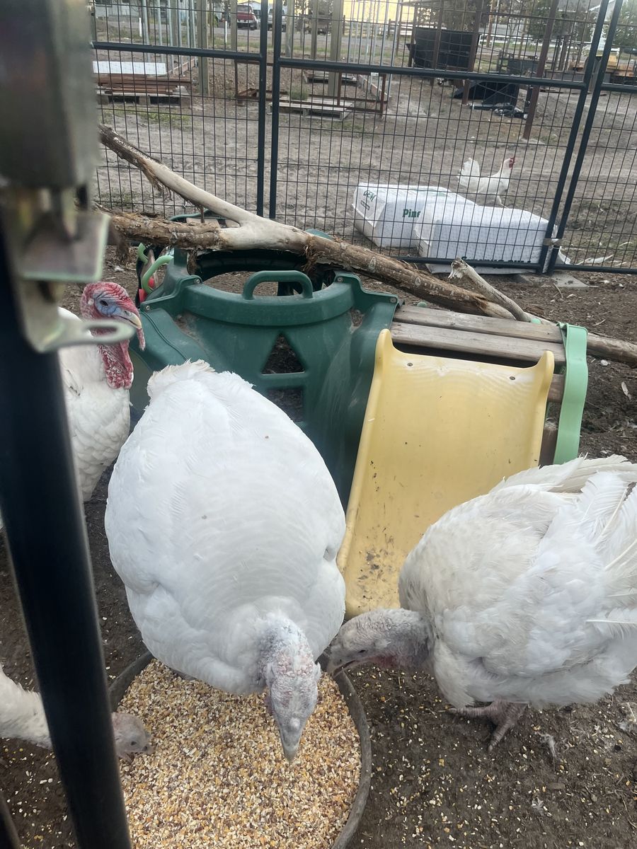 White turkeys