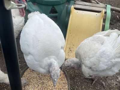 White turkeys