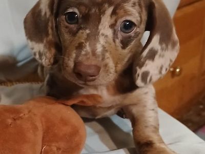 Miniature Dachshund Puppy!! ONE LEFT!!