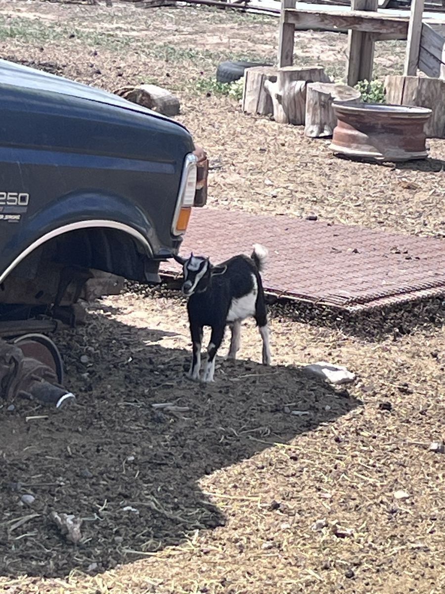Nigerian Dwarf Doeling