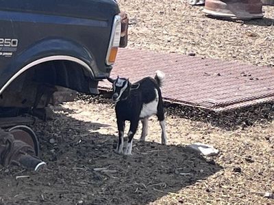 Nigerian Dwarf Doeling