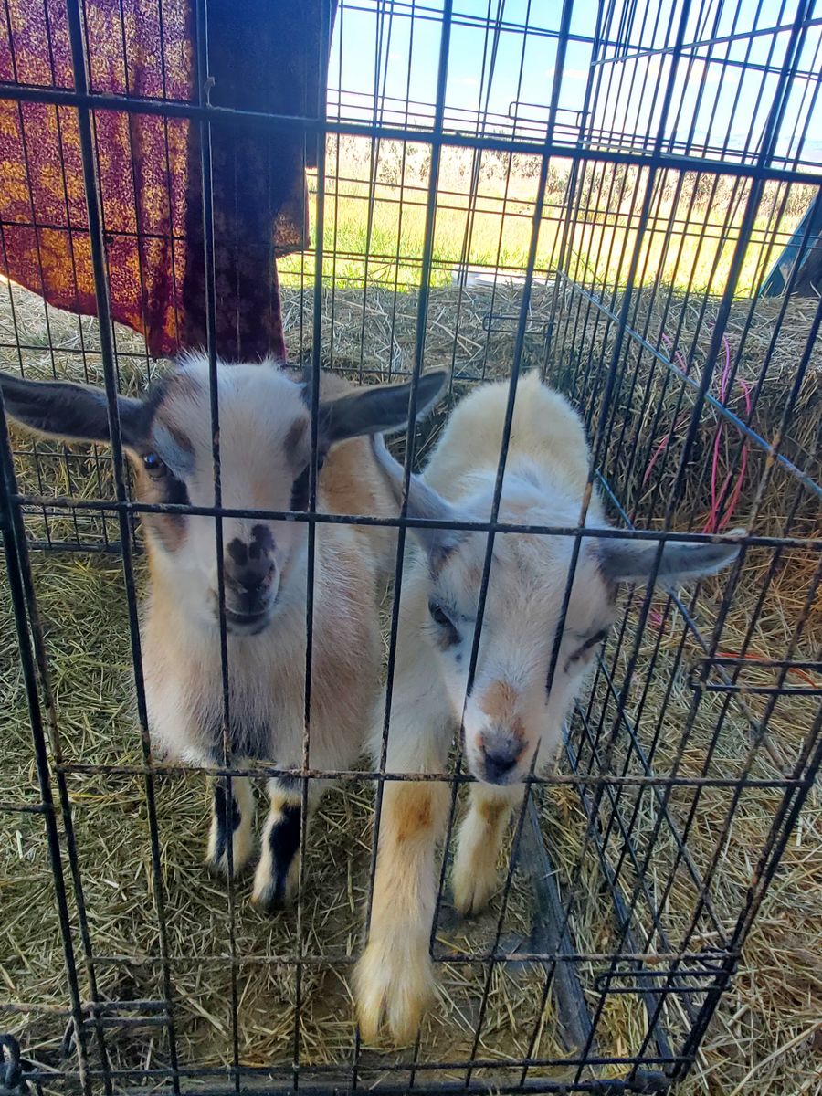 Nigerian Dwarf Goat Bucklings