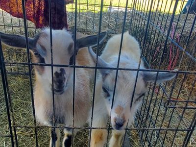 Nigerian Dwarf Goat Bucklings