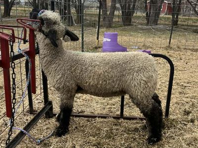 Show ewe lamb