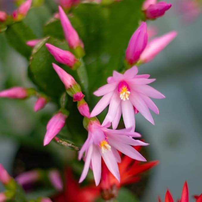 Pink Flowering Cactus with decorative pot