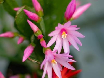 Pink Flowering Cactus with decorative pot