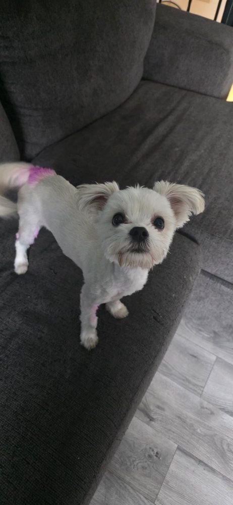 maltese