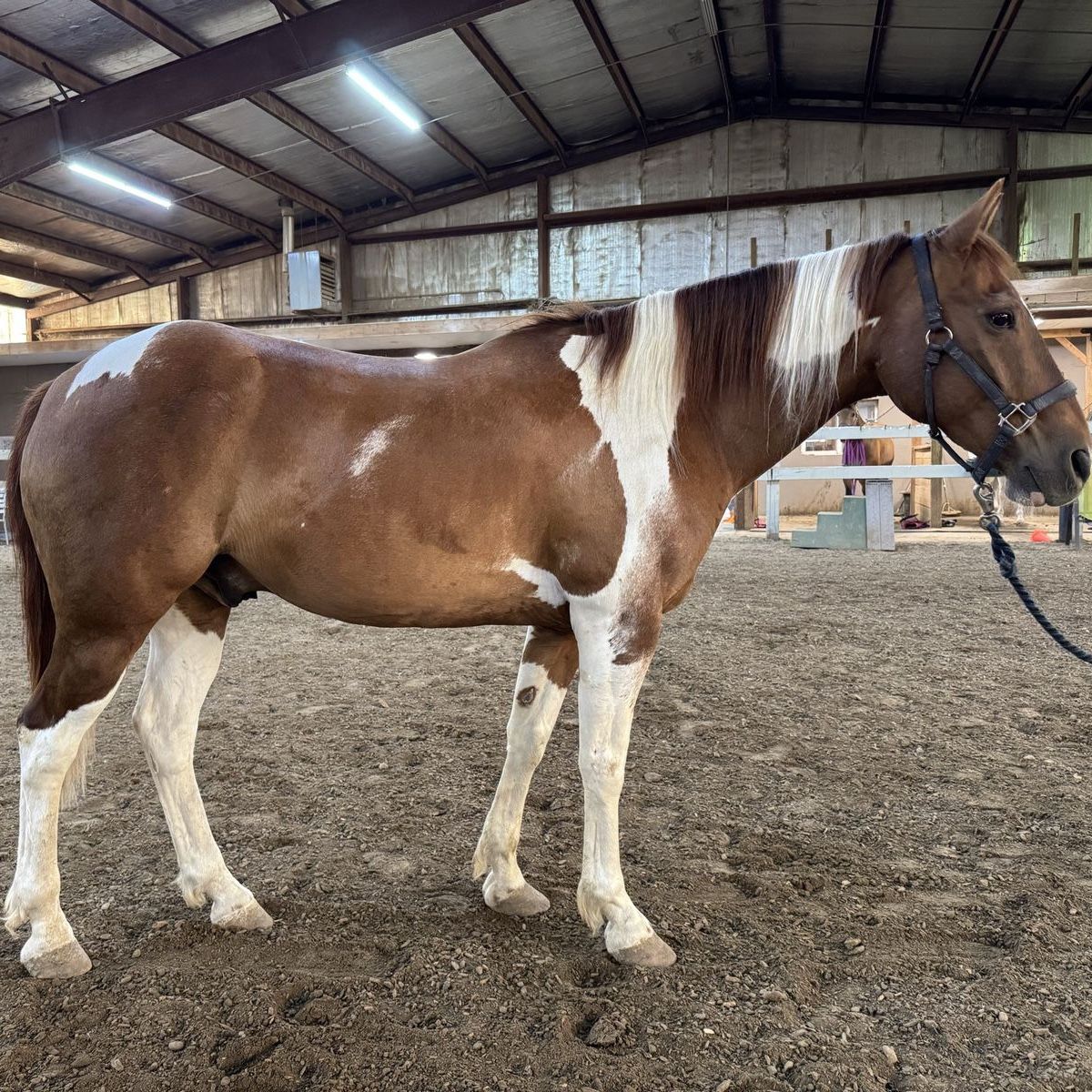 13 Year Old Grade Paint Gelding 1,500 OBO