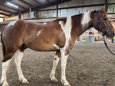 13 Year Old Grade Paint Gelding 1,500 OBO